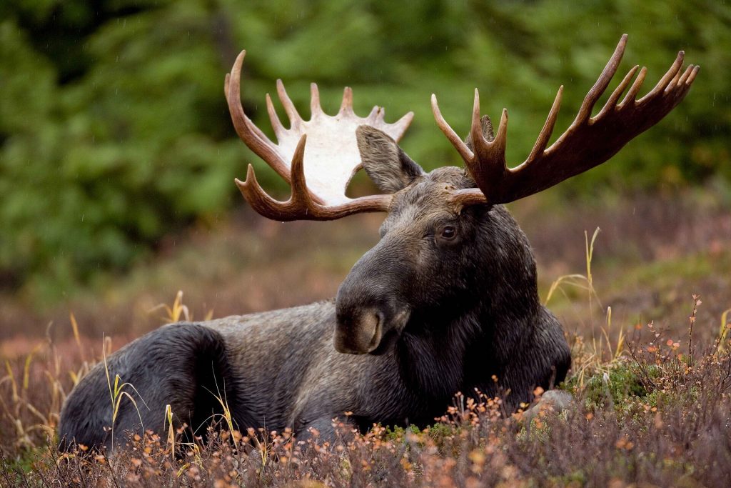 Bull moose standing in its habitat during autumn
