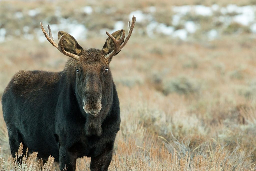 Portrait of a bull moose with wide antler spread facing the camera