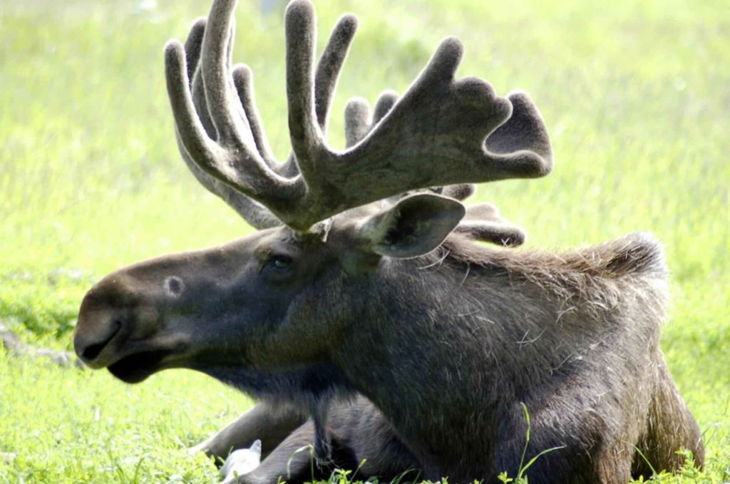 Close-up of a young bull moose's head and antlers showing the brow palm and developing tines