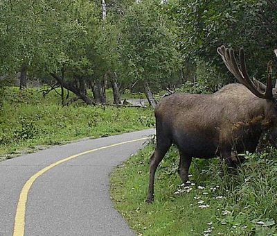 Bull moose in Alaska