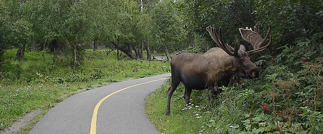 Bull moose in Alaska