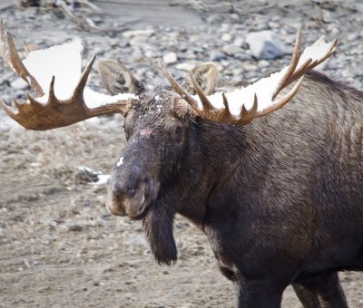 Bull moose with large antlers during the rut
