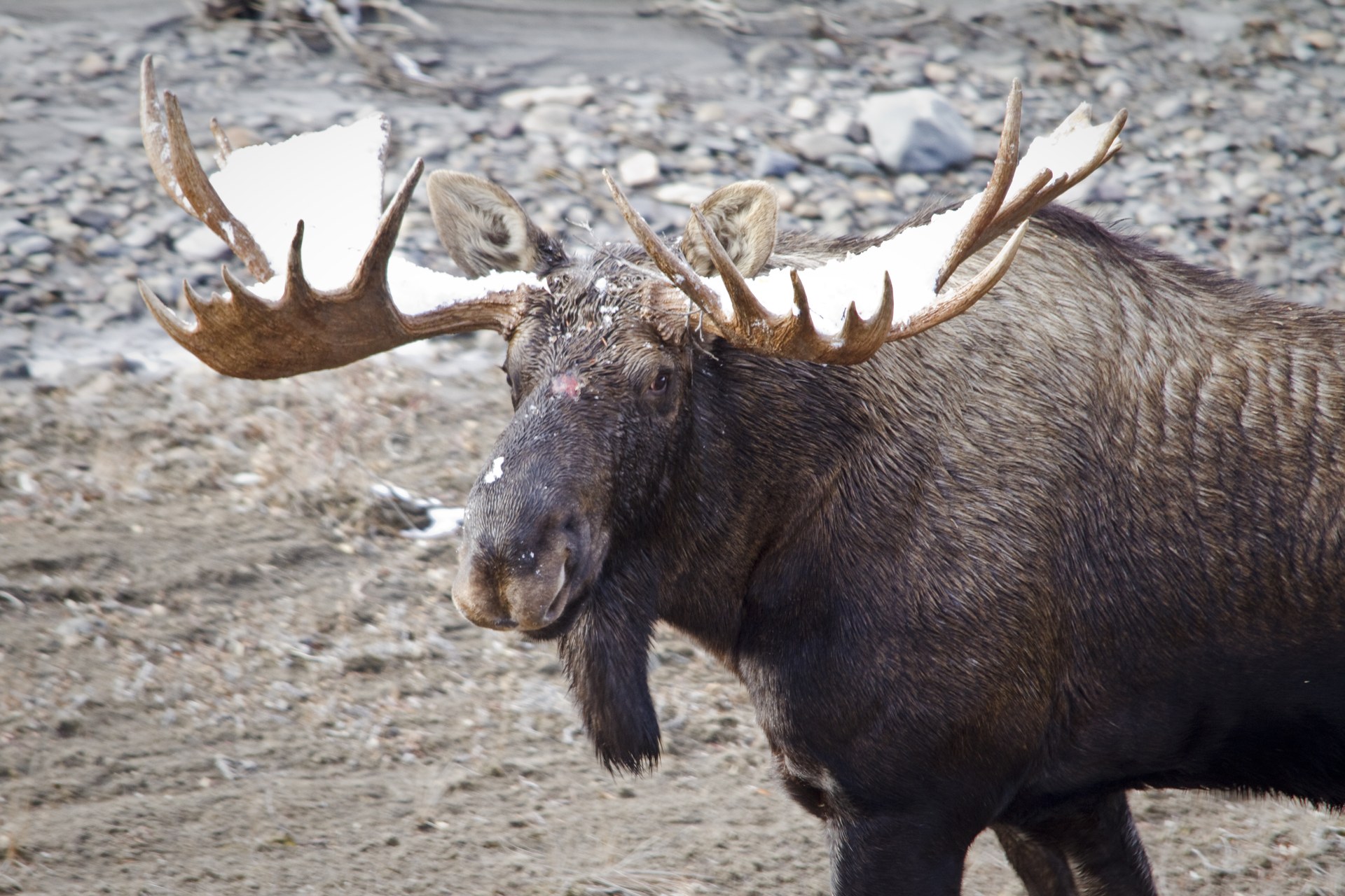 Bull moose with large antlers during the rut