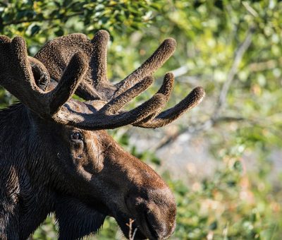 Bull moose in Canada