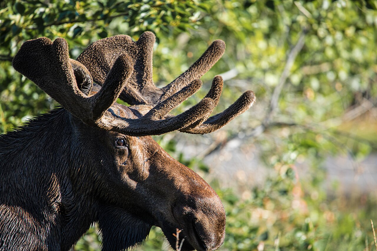 Bull moose in western Canada