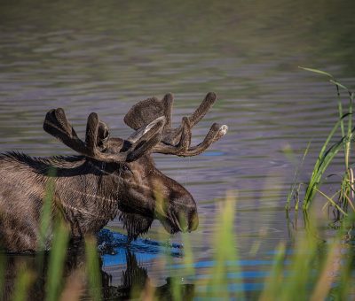 Bull moose in eastern Canada