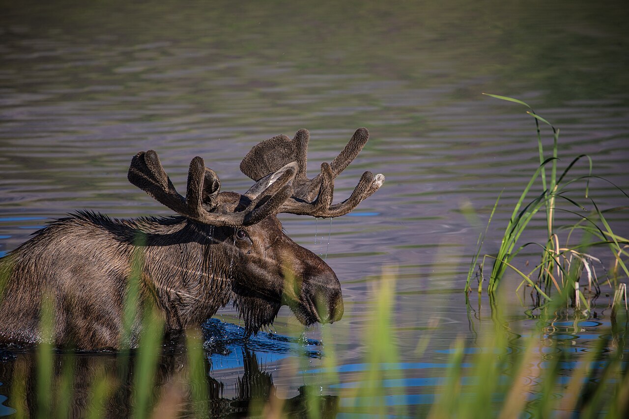 Bull moose in eastern Canada