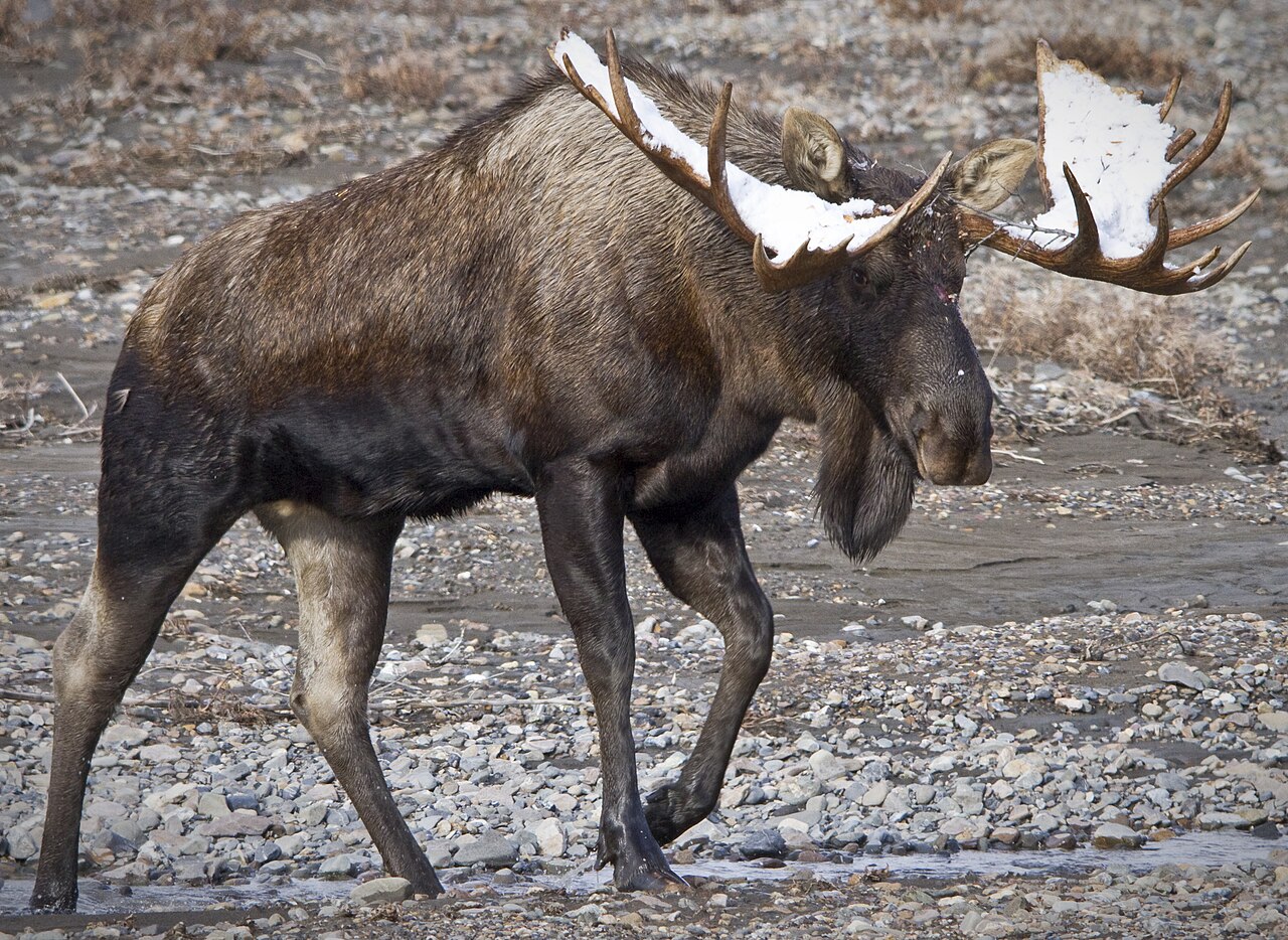 Bull moose in boreal forest habitat