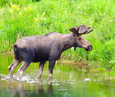 Bull moose wading at the water's edge