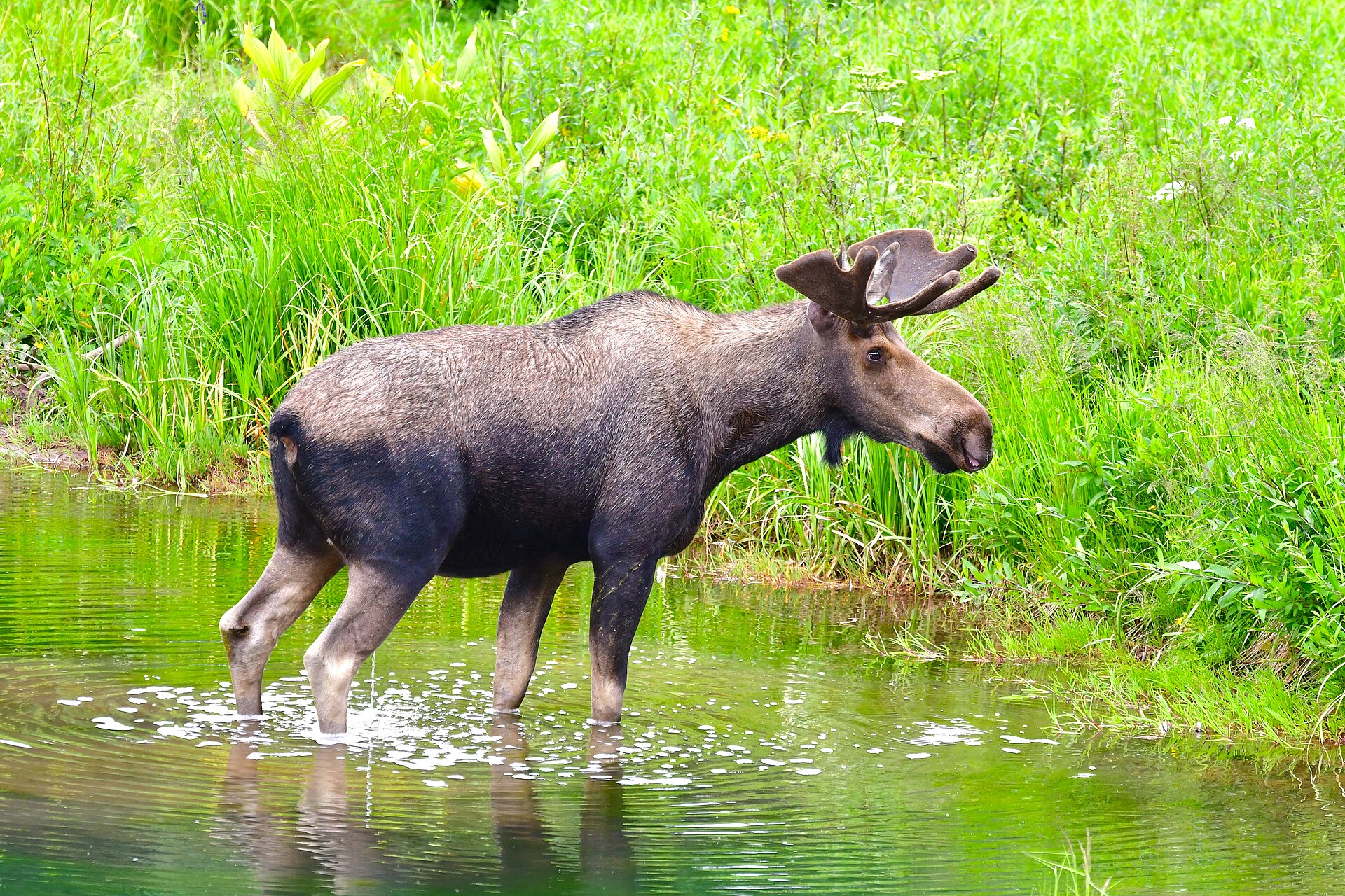 Bull moose wading at the water's edge