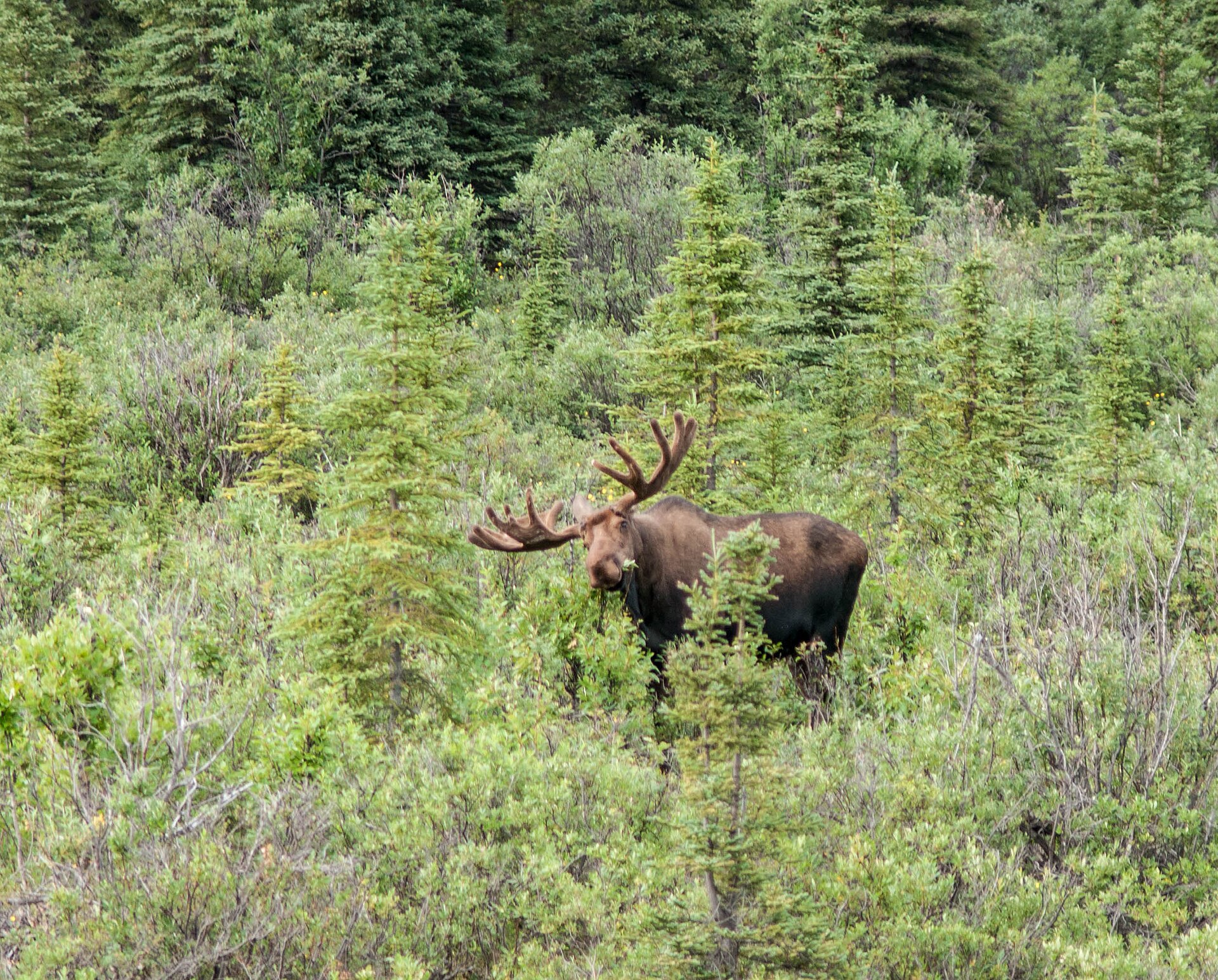 Bull moose in northern forest