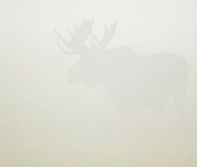 Shiras bull moose in morning mist