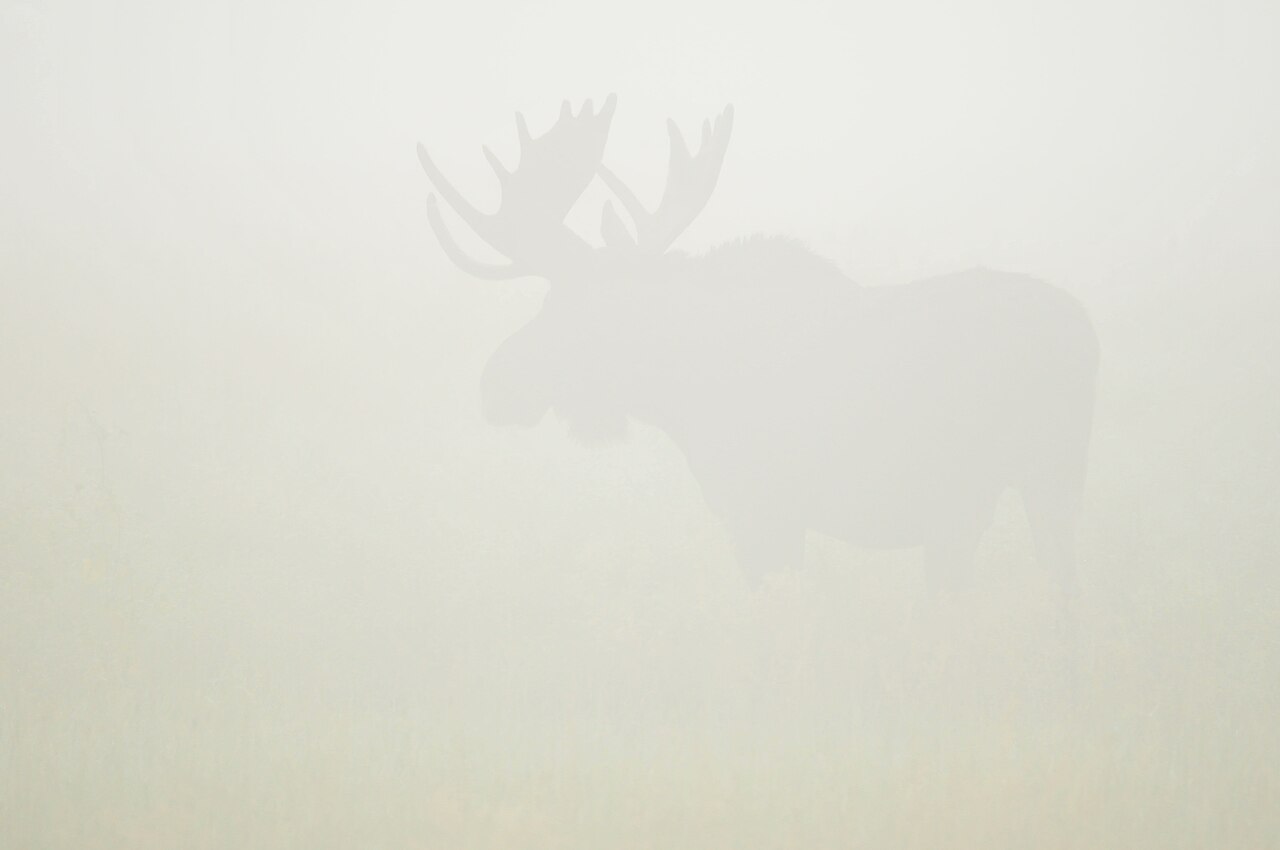 Shiras bull moose in the Lower 48