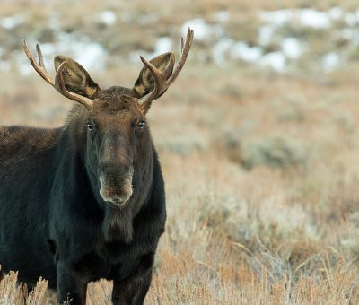Bull moose portrait