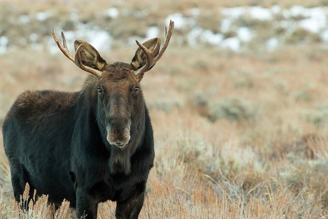 Bull moose portrait