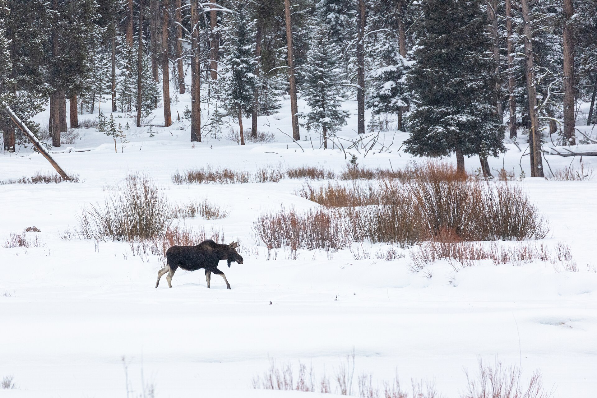 Bull moose walking through a snowy meadow near Soda Butte Creek