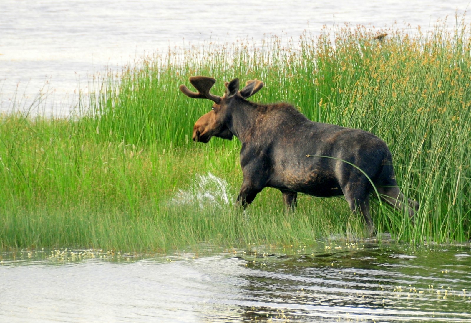 Bull moose in a wetland