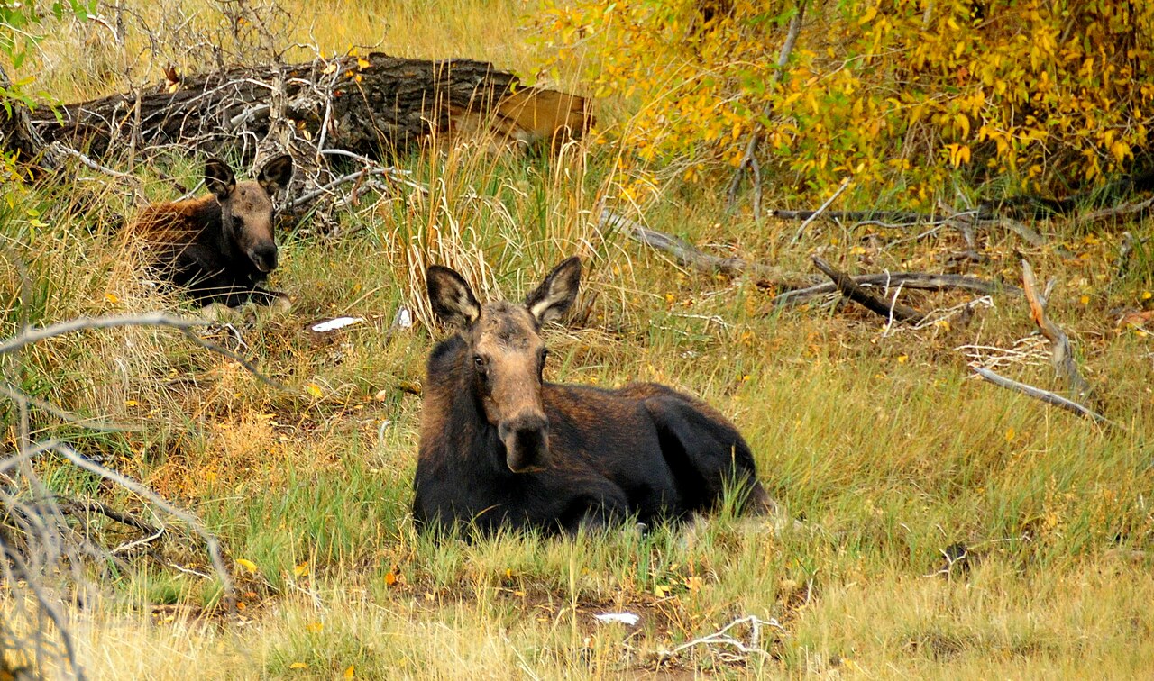 Moose cow and calf in wetland habitat