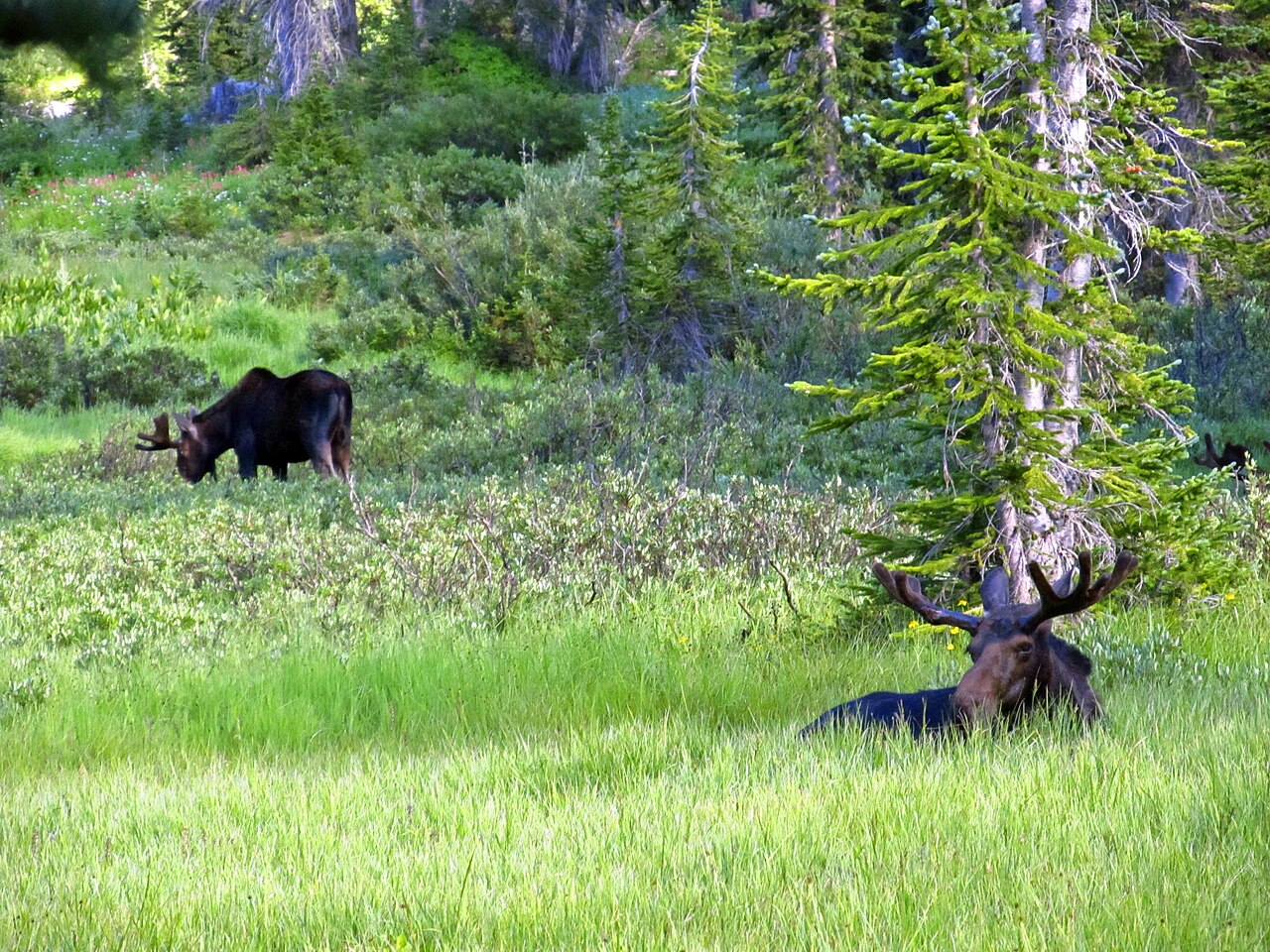 Mature Shiras bull moose