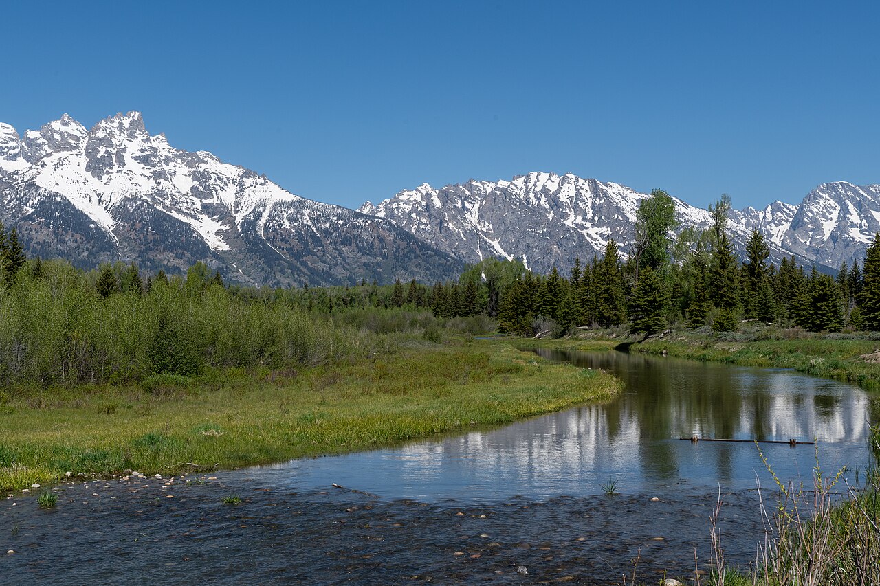 Bull moose in Wyoming