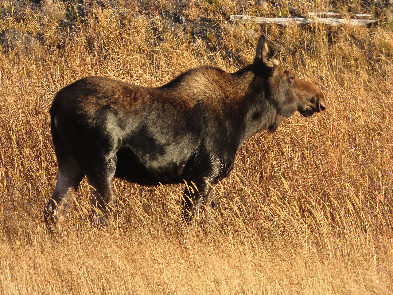 Moose in classic northern habitat along a river